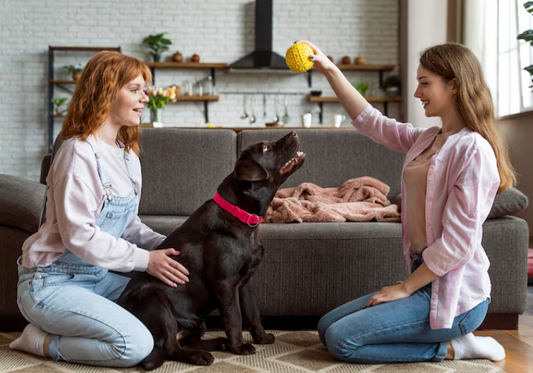 Style Guide: How to Match Your Pet’s Accessories with Your Home Decor